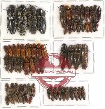 Scientific lot no. 45 Elateridae (68 pcs)