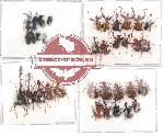 Scientific lot no. 11 Attelabidae (35 pcs)