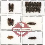 Scientific lot no. 37A Elateridae (28 pcs)