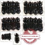 Scientific lot no. 32 Passalidae (21 pcs)