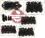 Scientific lot no. 36 Passalidae (24 pcs)