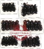 Scientific lot no. 37 Passalidae (28 pcs)