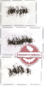 Scientific lot no. 12 Attelabidae (A2) (17 pcs)