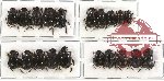 Scientific lot no. 173 Coprophaga (mainly Coprini) (20 pcs)