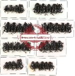 Scientific lot no. 177 Coprophaga (Onthophagini) (37 pcs A2)