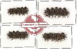 Scientific lot no. 178 Coprophaga (20 pcs - 5 pcs A2)