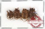 Scientific lot no. 179 Coprophaga (Ochodaeinae) (4 pcs)