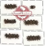 Scientific lot no. 180 Coprophaga (Onthophagini) (26 pcs)