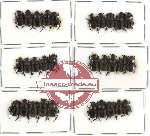 Scientific lot no. 182 Coprophaga (Onthophagini) (30 pcs)