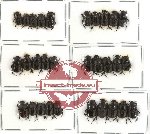 Scientific lot no. 183 Coprophaga (Onthophagini) (30 pcs)