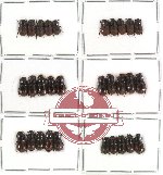 Scientific lot no. 187 Coprophaga (Aphodius) (30 pcs)