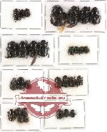 Scientific lot no. 190 Coprophaga (30 pcs)