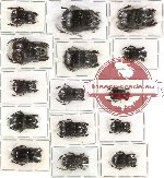 Scientific lot no. 191 Coprophaga (Coprini) (15 pcs A, A-, A2)