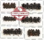 Scientific lot no. 155 Coprophaga (Onthophagini) (41 pcs)