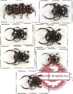 Scientific lot no. 148 Coprophaga (Gymnopleurus) (10 pcs)