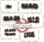 Scientific lot no. 162 Coprophaga (Onthophagini) (36 pcs)