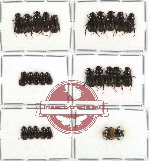 Scientific lot no. 168 Coprophaga (Aphodiinae) (26 pcs)