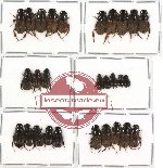 Scientific lot no. 170 Coprophaga (Aphodiini) (28 pcs A2)