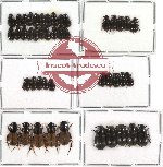 Scientific lot no. 171 Coprophaga (Aphodiinae) (45 pcs)