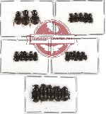 Scientific lot no. 172 Coprophaga (Aphodiinae) (23 pcs A2)