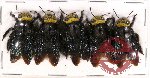 Scientific lot no. 67 Hymenoptera (5 pcs A-, A2)