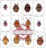 Scientific lot no. 122 Heteroptera (Scutellarinae) (120 pcs A-, A2)