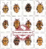 Scientific lot no. 123 Heteroptera (Scutellarinae) (12 pcs A-, A2)