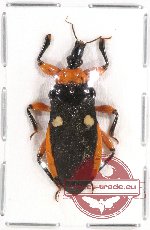 Scientific lot no. 118 Heteroptera (1 pc A2)