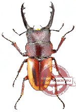 Prosopocoilus lateralis