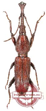 Brenthidae sp. 3