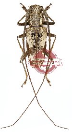 Epepeotes taeniotinus (A2)