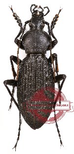 Apotomopterus vitalisi (10 pcs)