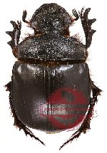 Heliocopris gigas