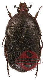 Cetonia (Indocetonia) rhododendri A-