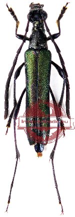 Metalloleptura gahani (5 pcs A-, A2)