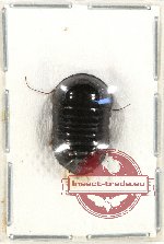 Blattodea sp. 37A