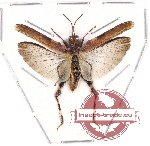Orthoptera sp. 41 (A-)