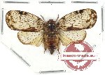 Nogodiniidae sp. 2 (A2)