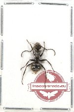Formicidae sp. 36