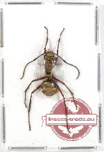 Formicidae sp. 37 (5 pcs)