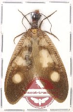 Corydalidae sp. 6