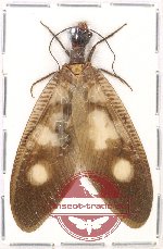 Corydalidae sp. 6 (A-)