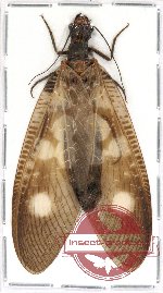 Corydalidae sp. 7