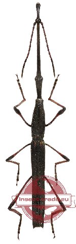 Brenthidae sp. 5