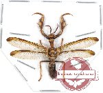 Mantispidae sp. 1