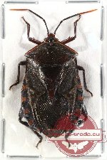 Plisthenes moluccanus (NOT SPREAD)