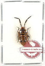 Scutellarinae sp. 25