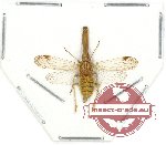 Dictyopharidae sp. 3 (SPREAD)