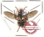 Diptera sp. 34