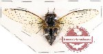 Cicadidae sp. 30 (SPREAD) (A-)